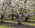 Orchard Blossom 150